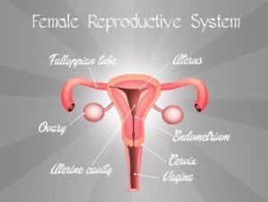 Female reproductive system